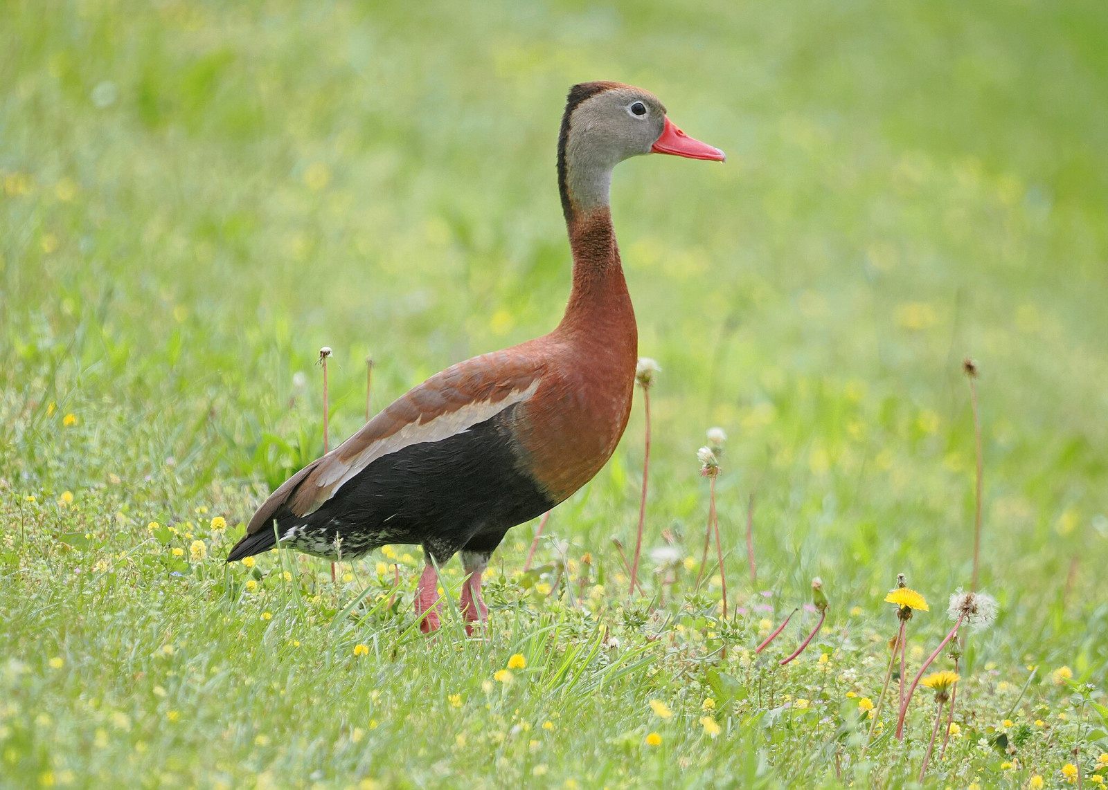 image Black-bellied Whistling-Duck